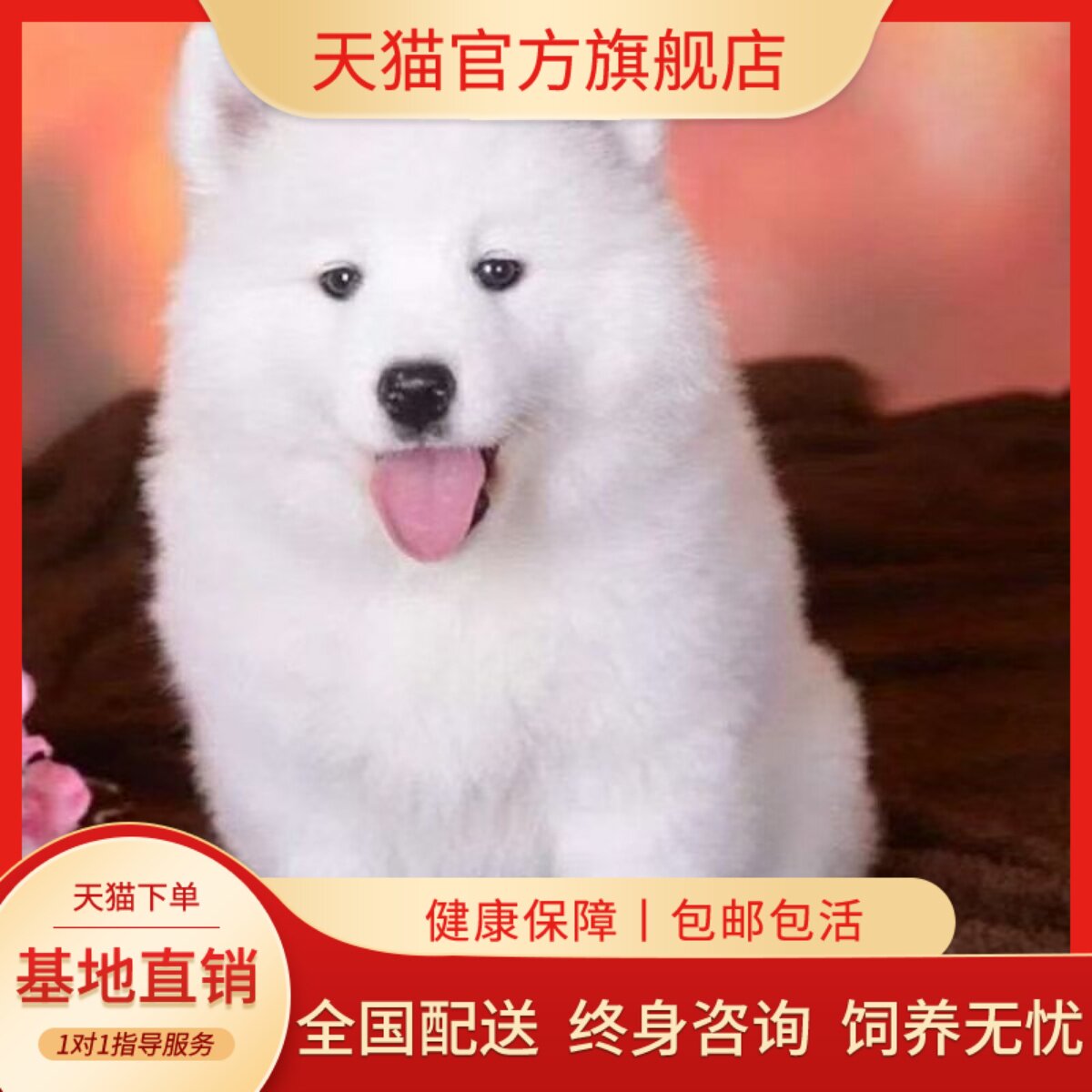 萨摩耶纯种幼犬可爱型白色网红幼宠便宜好养活物圆脸纯白聪明狗狗