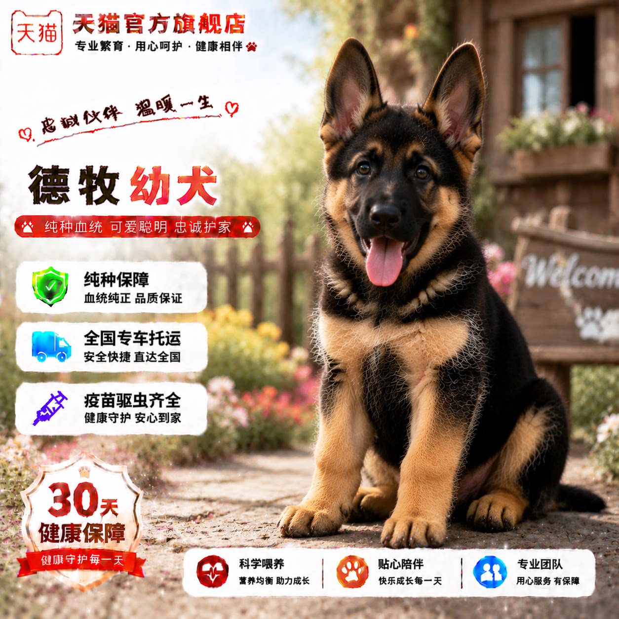 农村幼崽平背护卫犬牧羊犬霸气狗