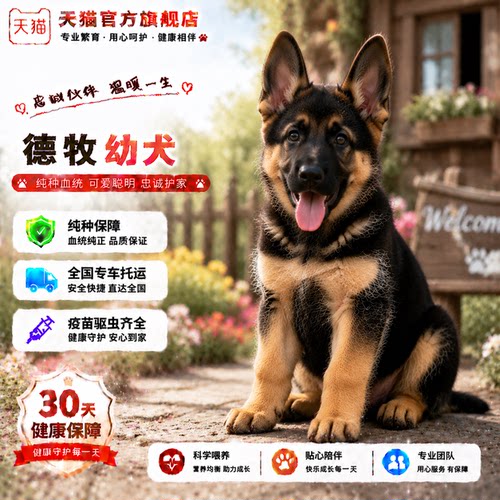 农村幼崽平背护卫犬牧羊犬霸气狗