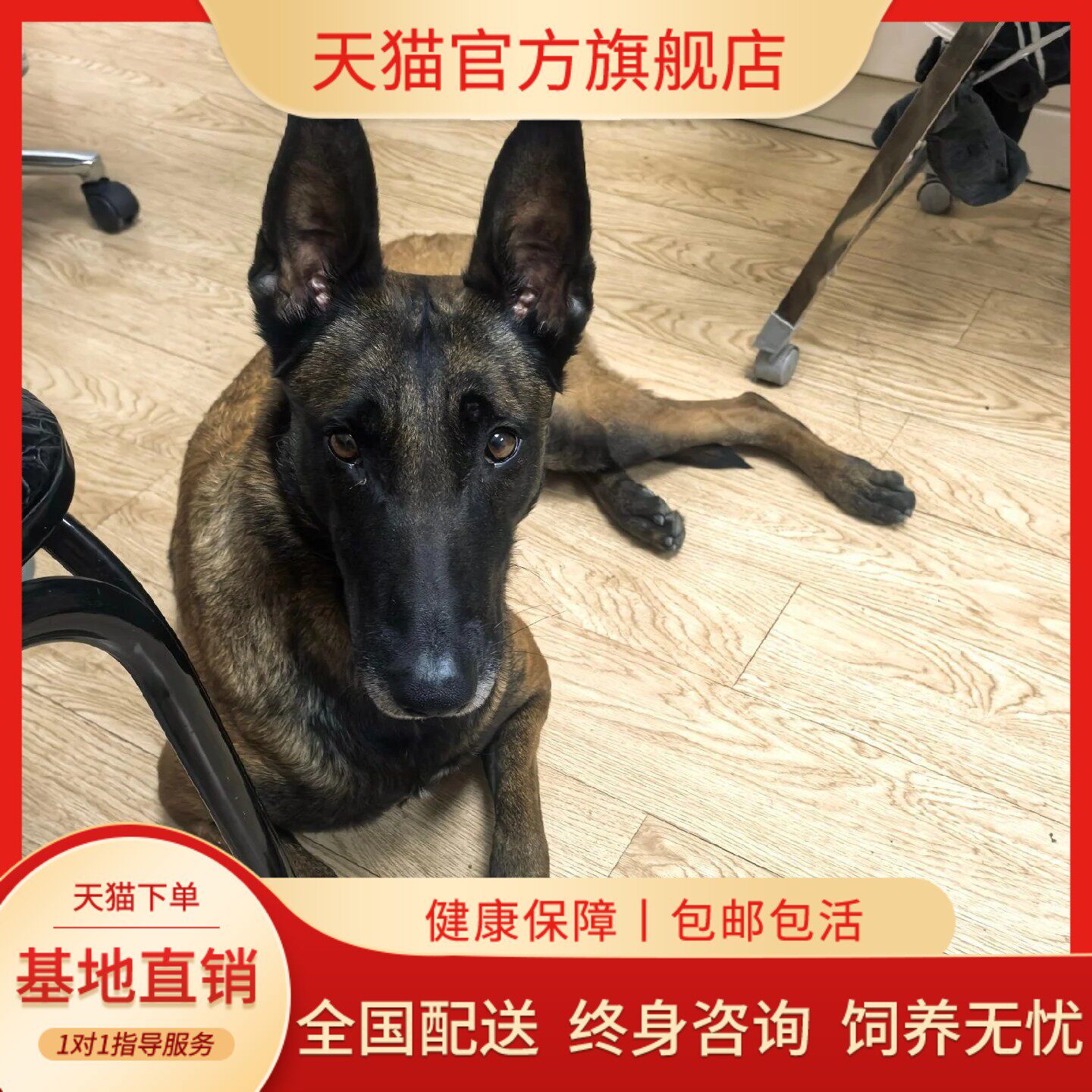 纯种马犬幼犬黄马家养猛犬警犬大型犬便宜霸气看家狗护卫犬晕寻南