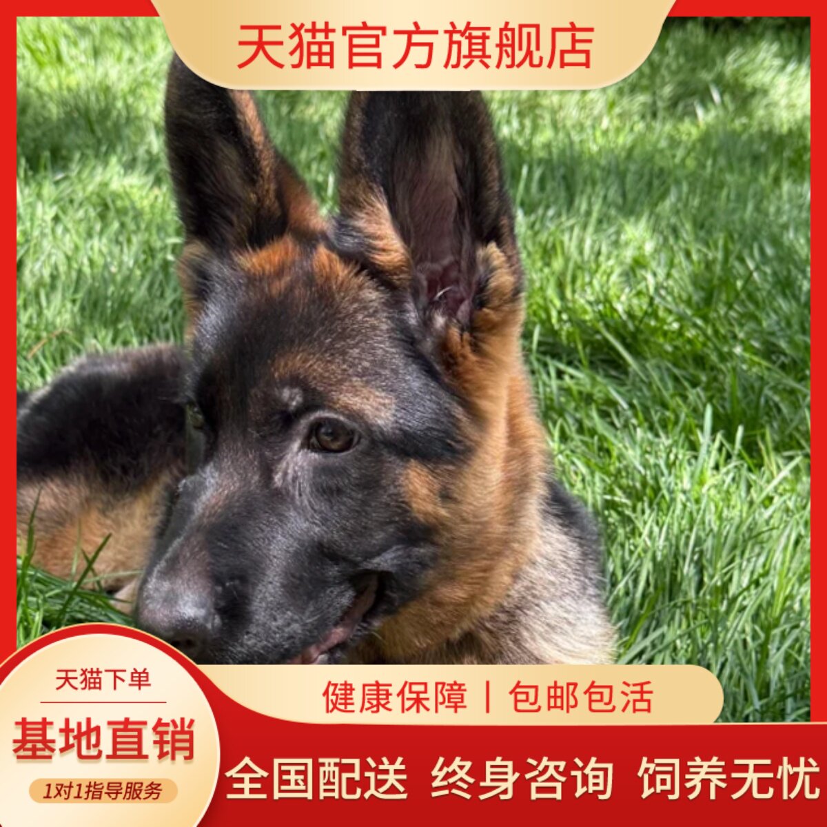 警犬锤系德牧弓背看家护院犬