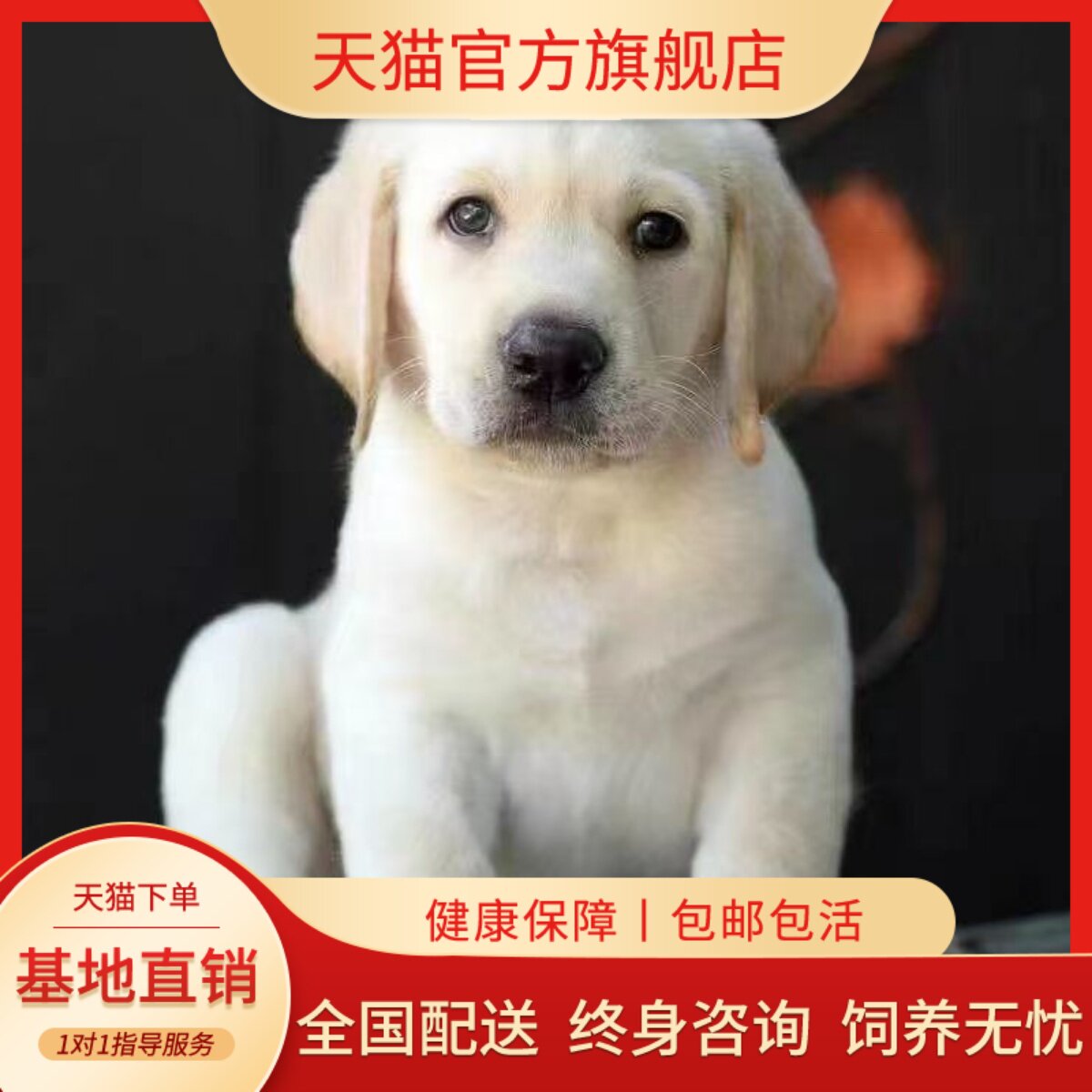 工作犬活体巡回犬听话大型犬真狗