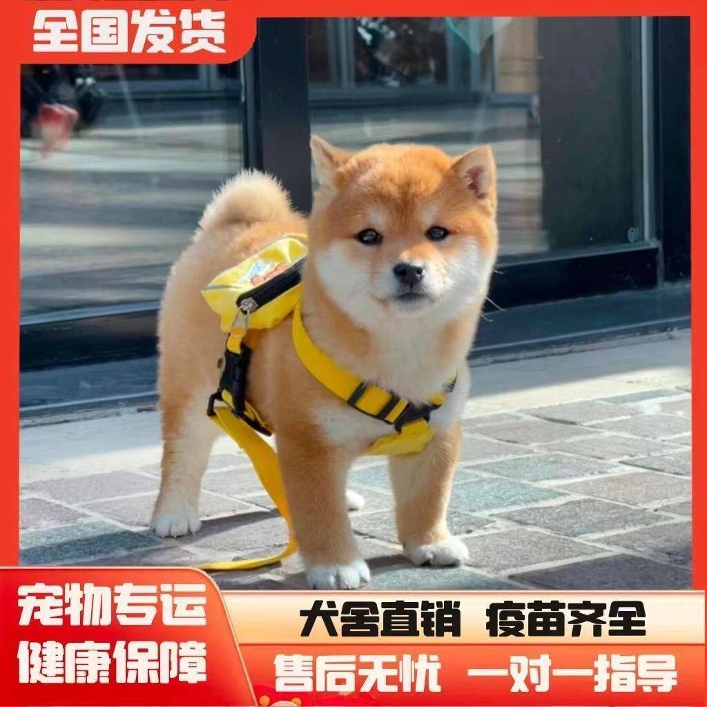 犬看家豆柴体单血统赤柴狗狗黄色