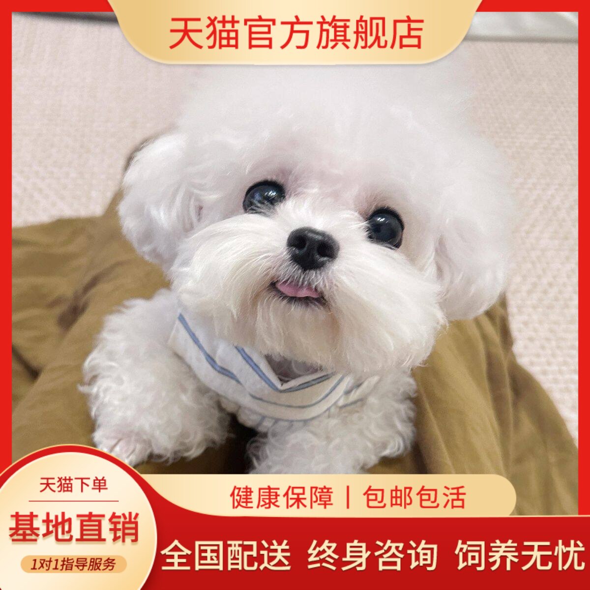 超萌真狗犬幼崽家养可爱狗白色