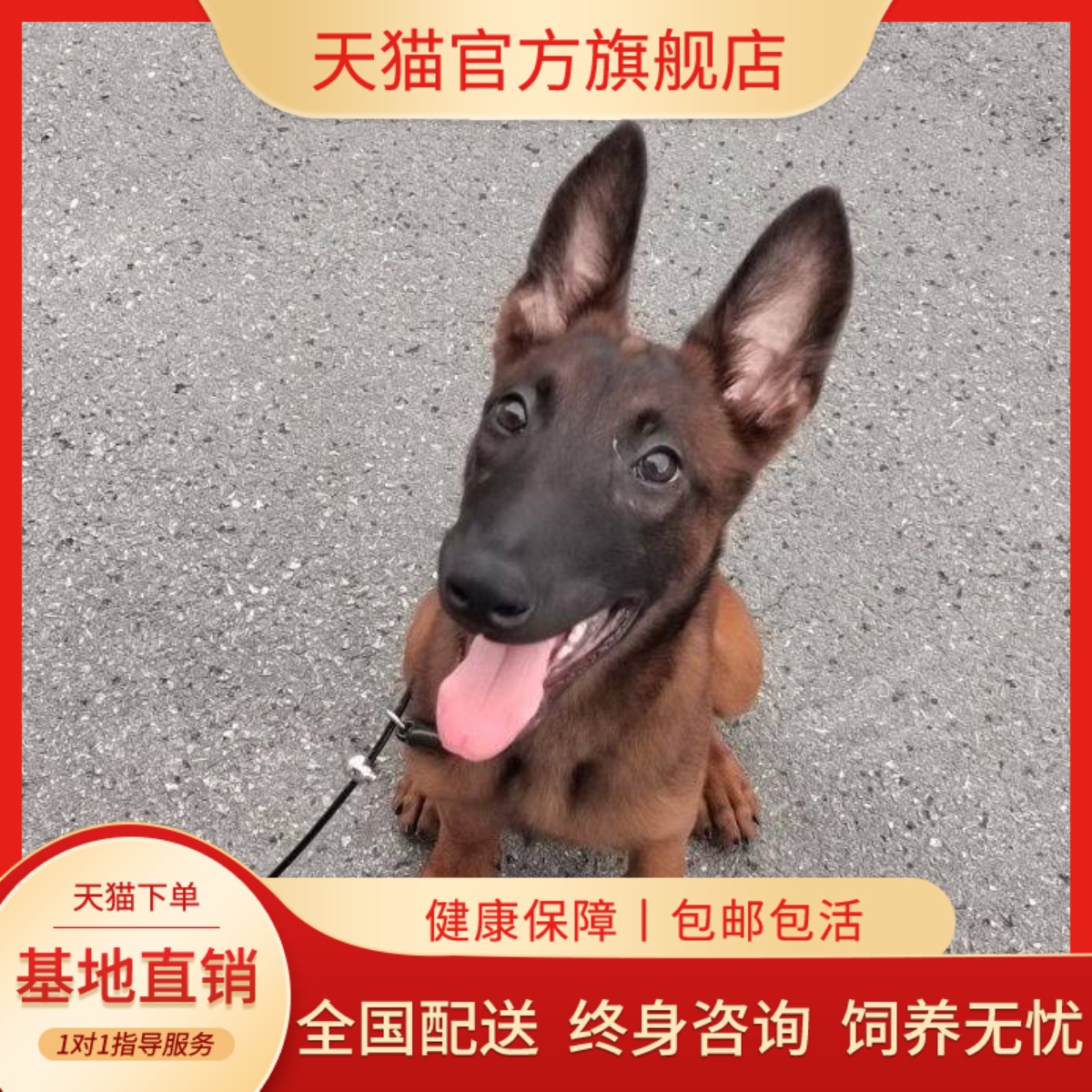 犬狗狗猛犬农村黄马爆红真狗活物