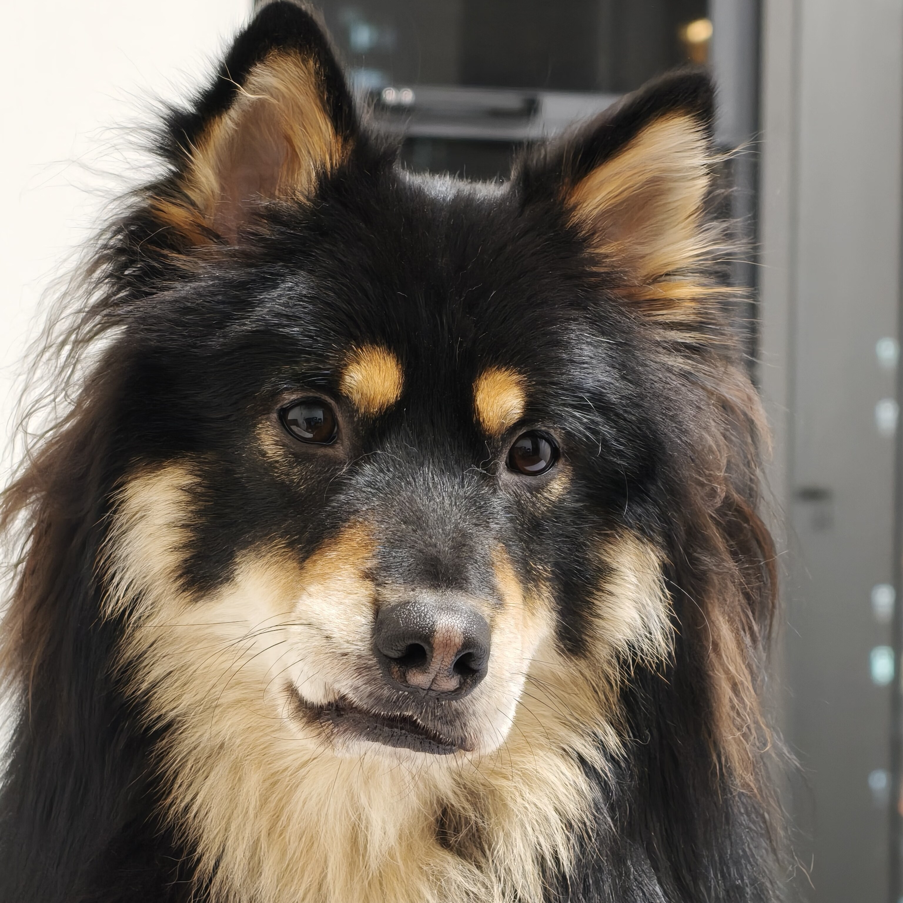 中华田园犬狗狗护主正宗好养好看
