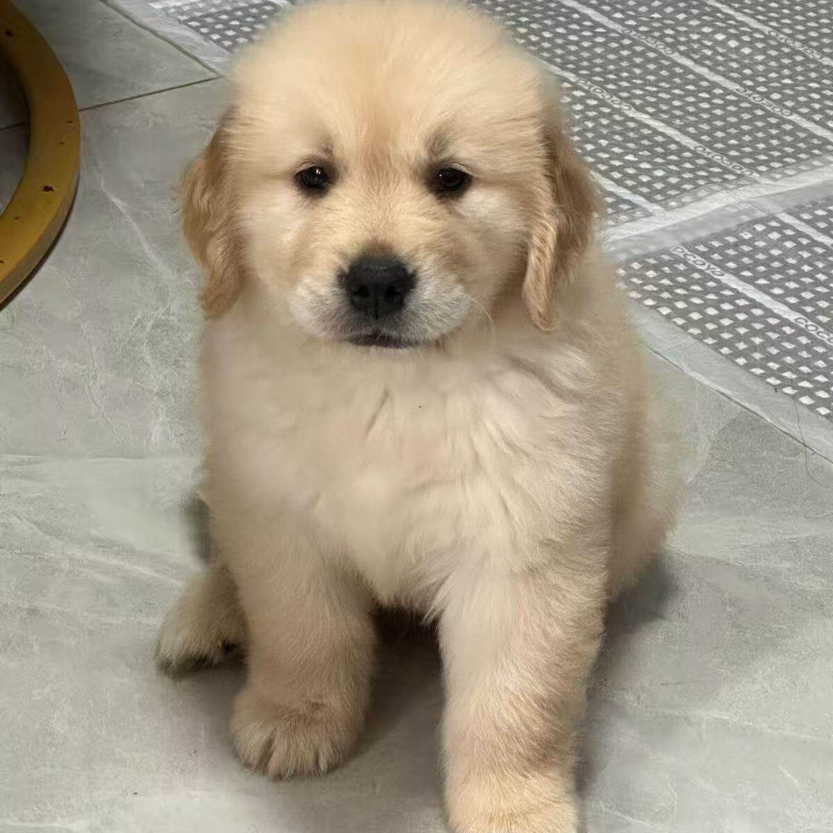 幼崽大头猎犬聪明活物家养护主