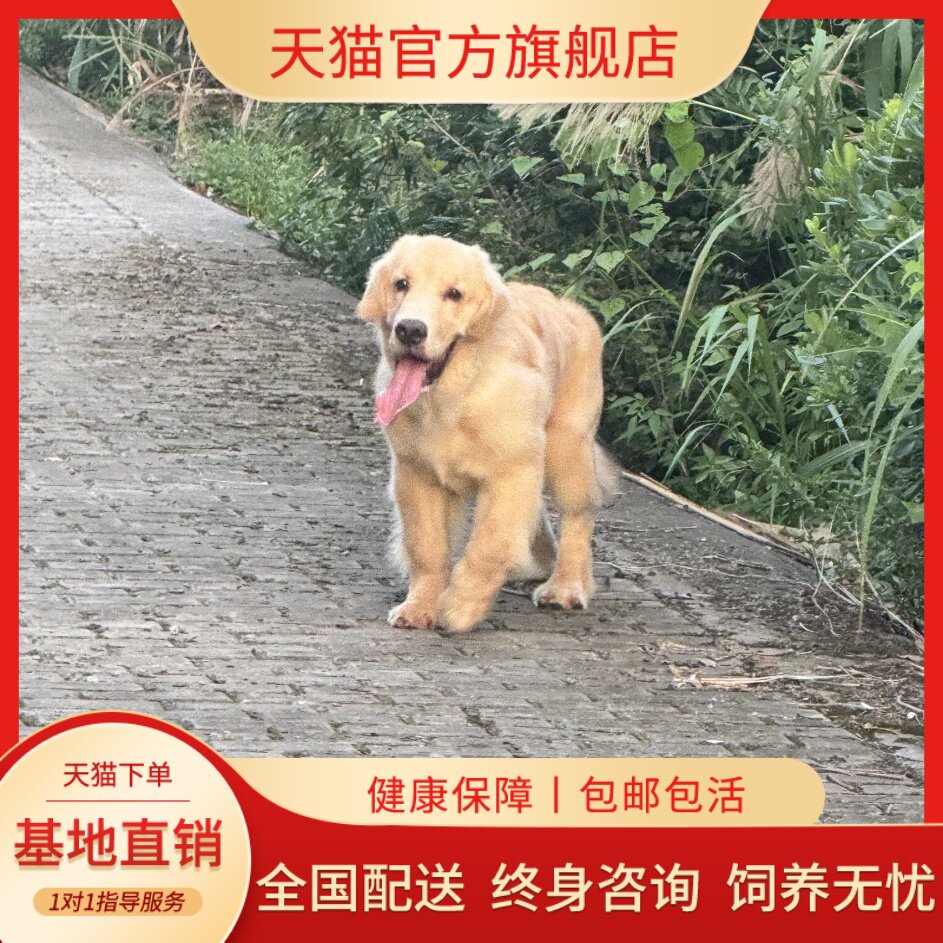 导盲犬金毛幼犬大骨架金毛犬