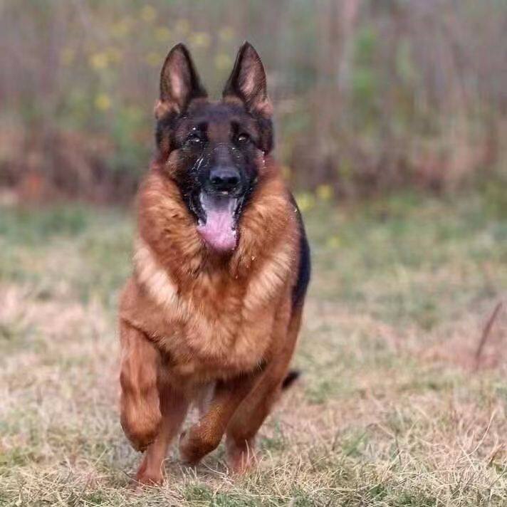 德牧纯种幼犬护卫犬便宜猛犬看家院活体牧羊犬弓背幼宠狗狗狗真狗