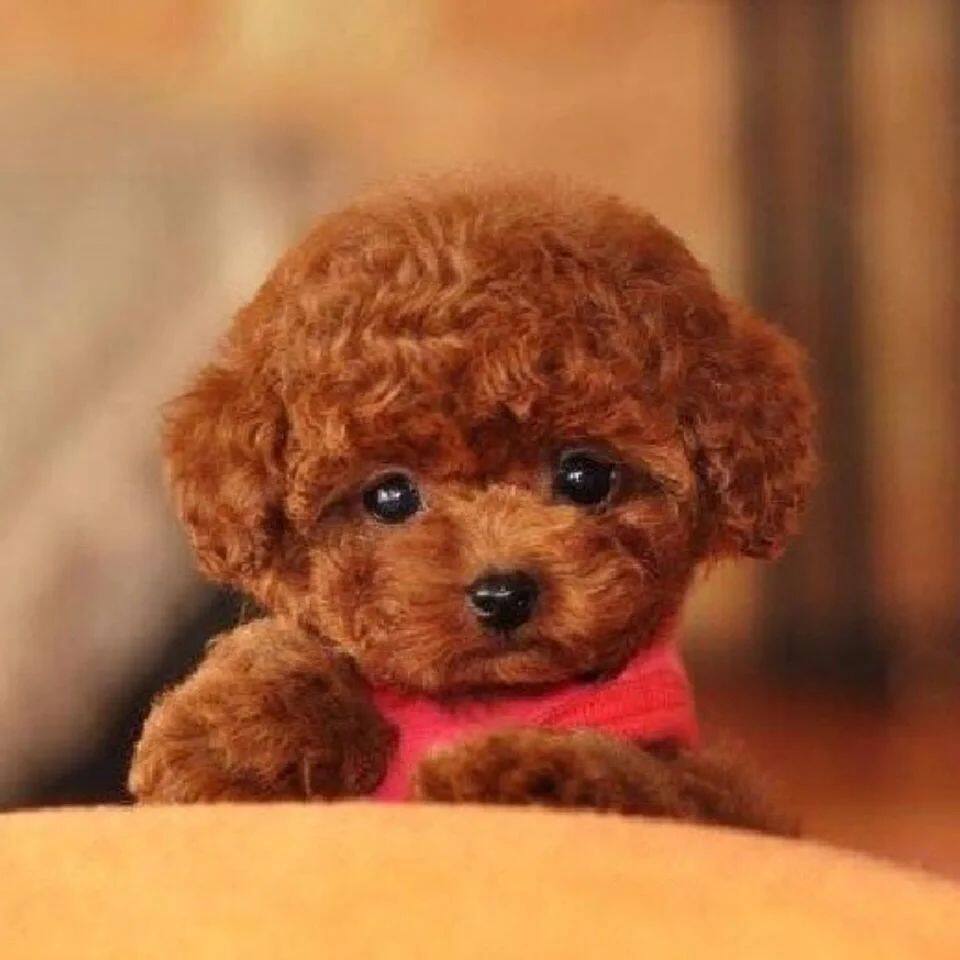 泰迪纯种幼犬小型体纯黑长不大贵宾犬幼体型可爱网红聪明宠物狗狗