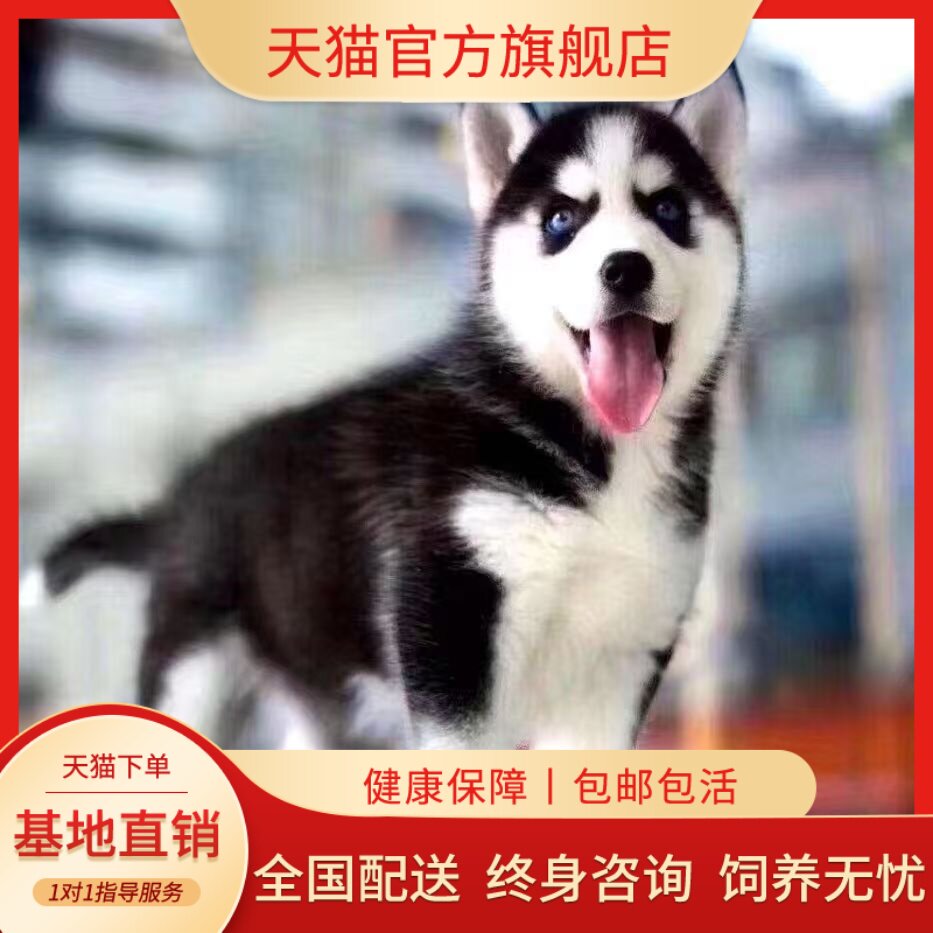 便宜家养雪橇犬三火活泼听话狗狗