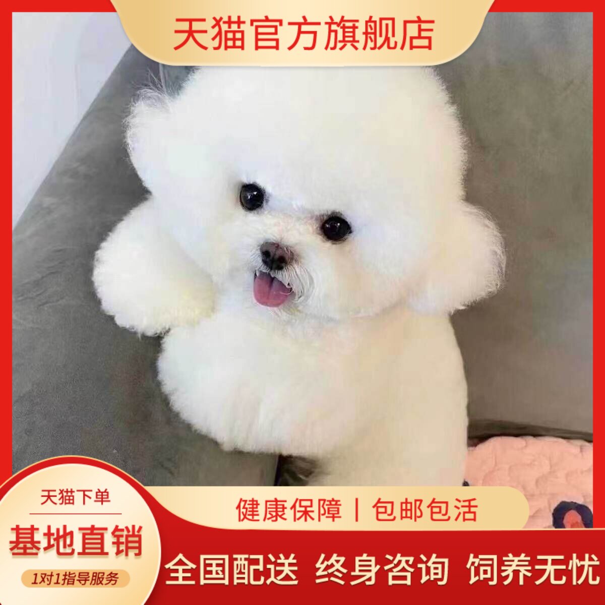 超萌袖珍幼崽长不大便宜狗家养