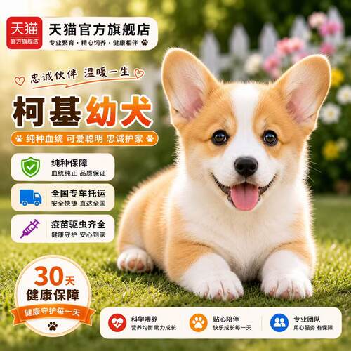 活体短腿小型犬柯基犬宠物狗狗