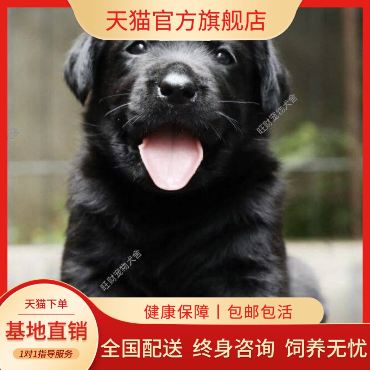 真狗活体白色伴侣犬活物宠物狗
