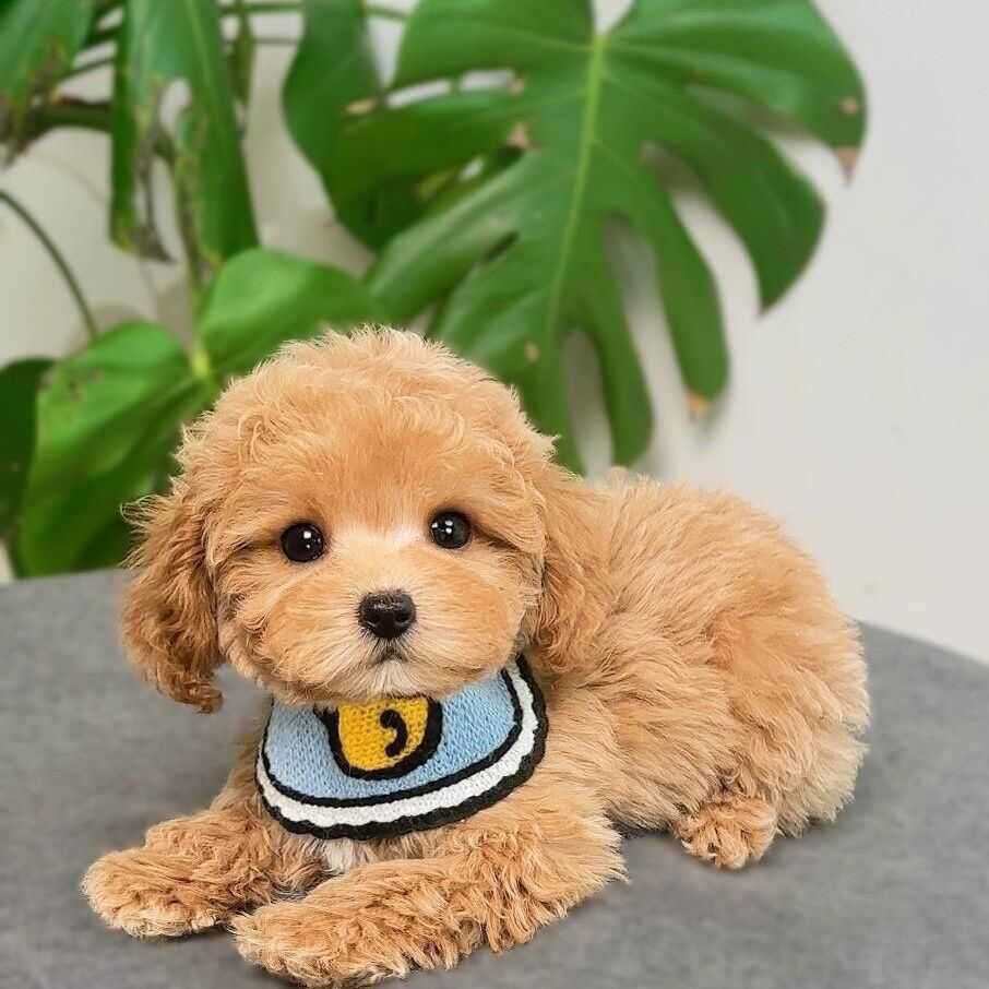 泰迪纯种幼犬精品网红便宜活物活泼小体型可爱贵宾犬黑黑色狗狗狗