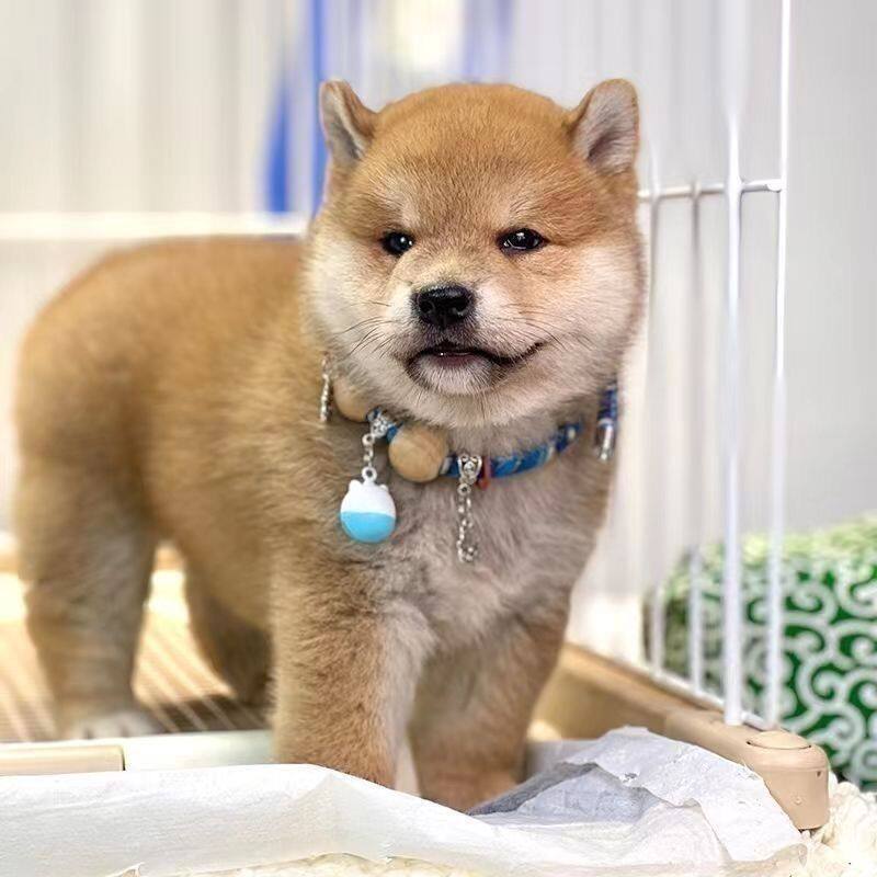 柴犬纯种幼犬看家活物黑柴豆黄色正宗长不大狗崽短毛小狗活体便宜