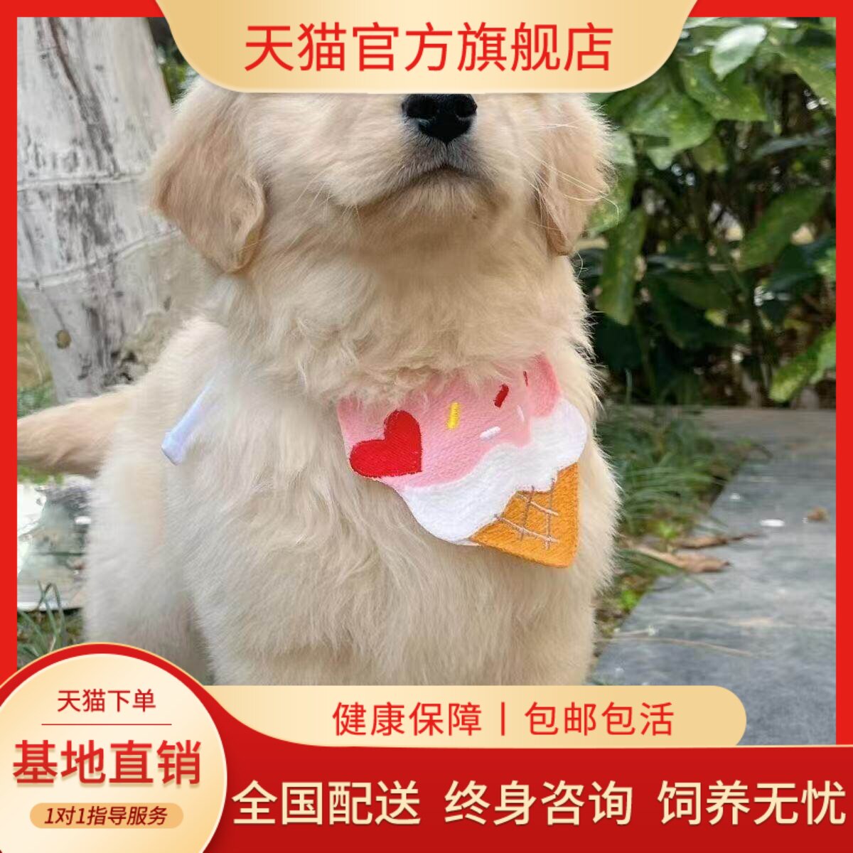 大骨架宠物狗活泼巡回犬猎犬狗