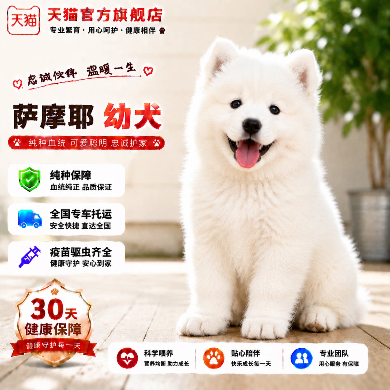 狗陪伴犬好养活体圆脸幼宠狗治愈