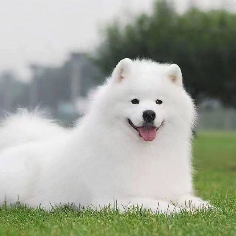 萨摩耶纯种幼犬活物治愈大骨架家养幼宠微笑天使便宜白色幼崽可爱