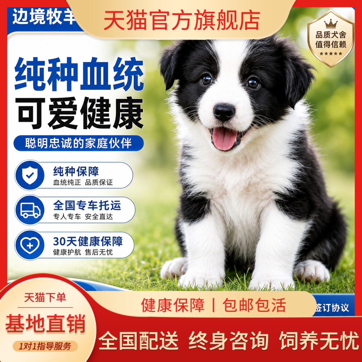 边牧纯种幼犬活泼幼崽温顺幼宠高智商健康狗活物黑白色活体好养狗