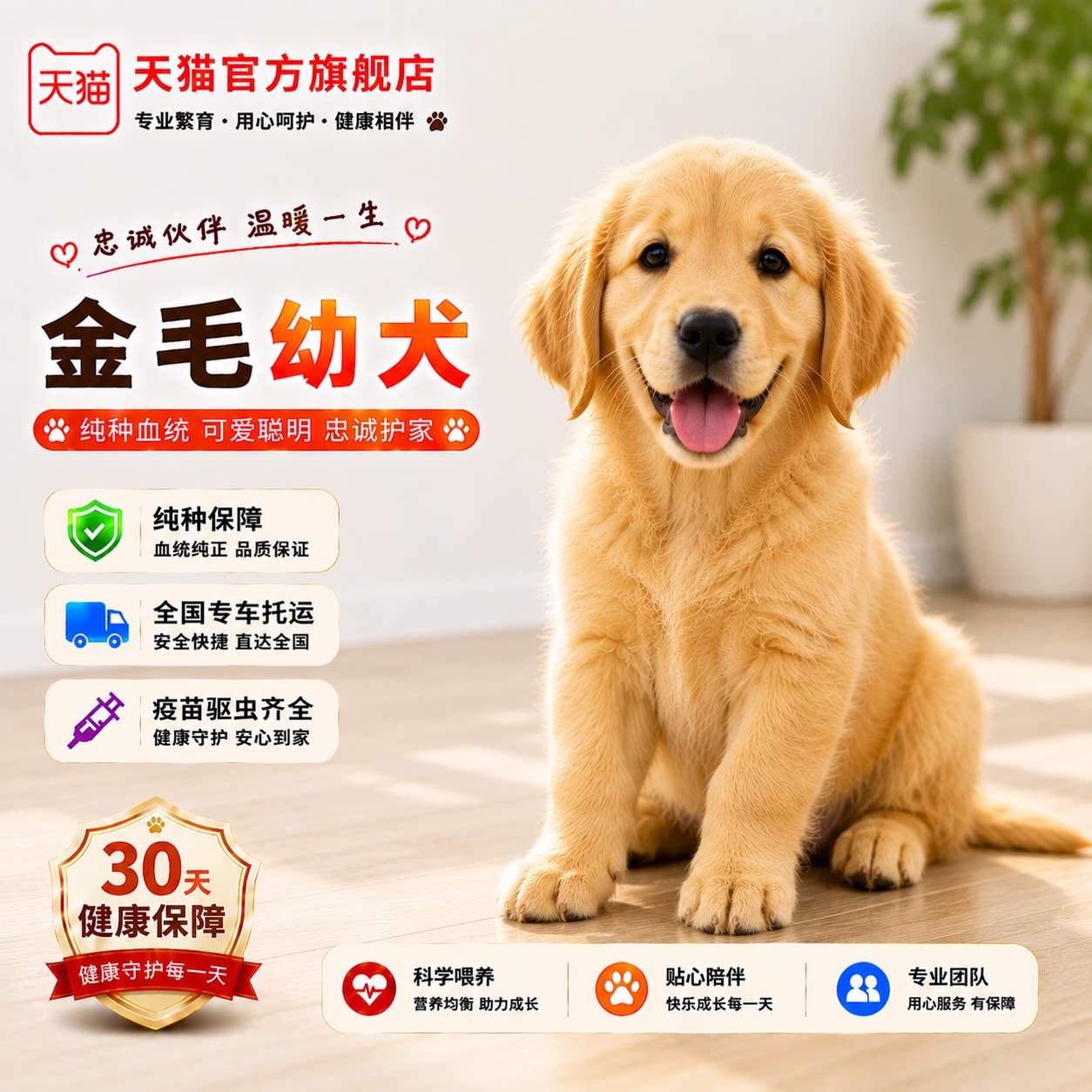 纯种金毛幼犬聪明高智商可爱陪伴