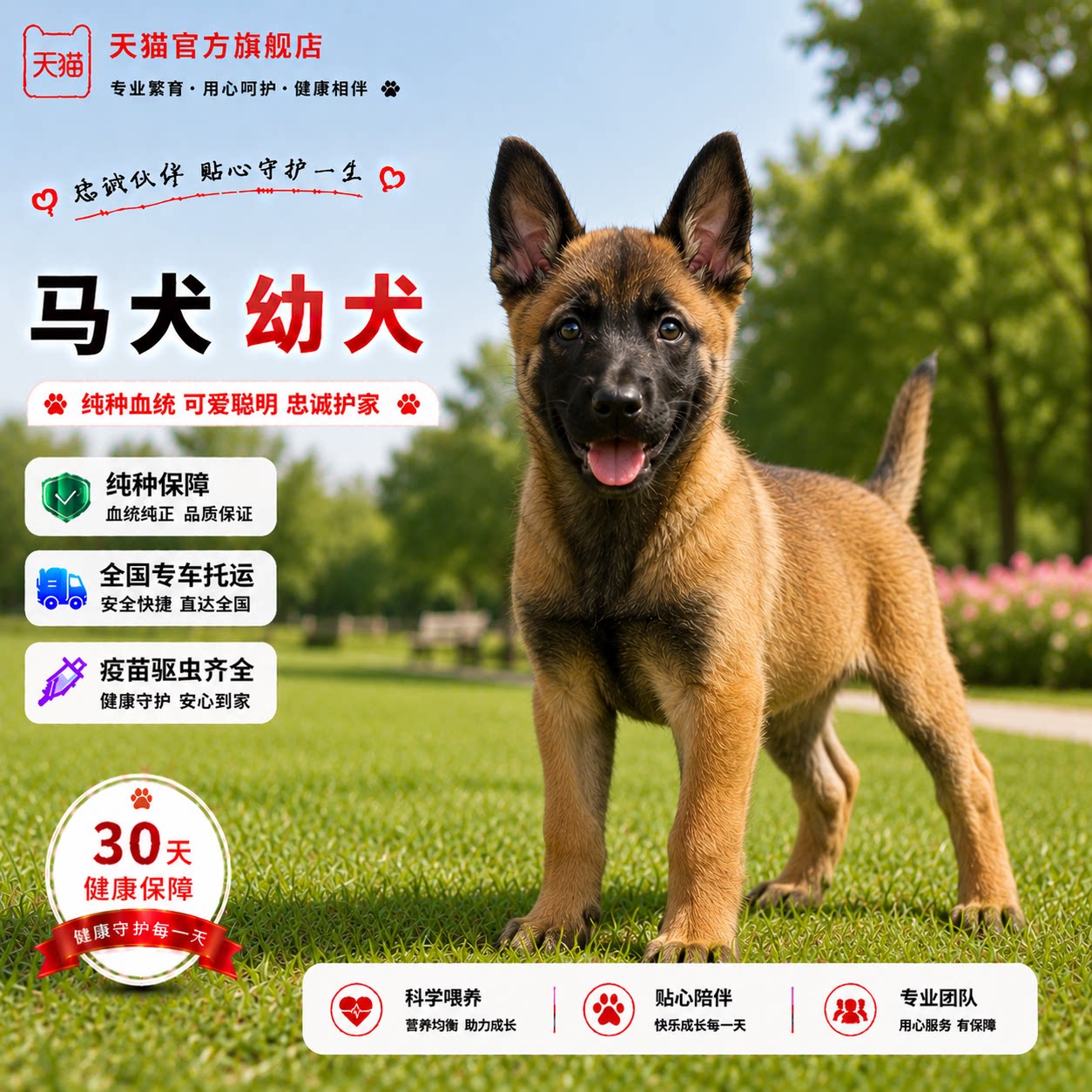 黑红爆红比利时牧羊犬大骨架狗
