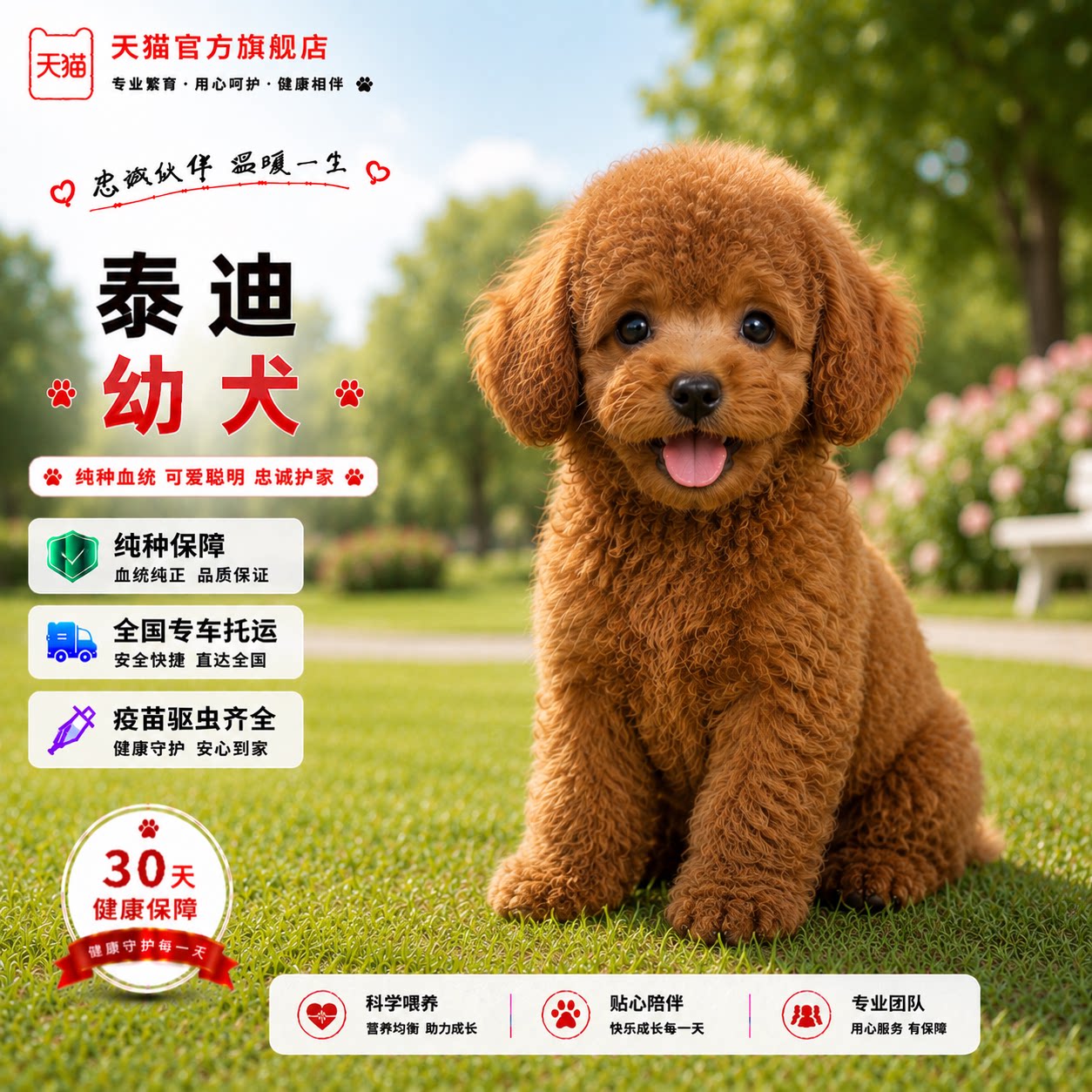小体网红长不大家庭犬泰迪狗可爱