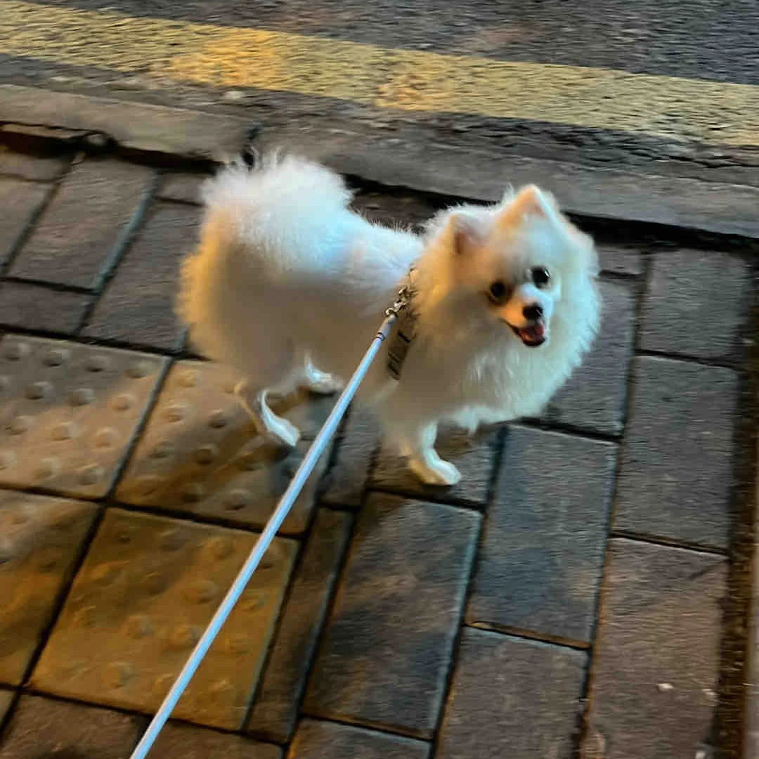 俊介小型犬家养宠物狗狗活体