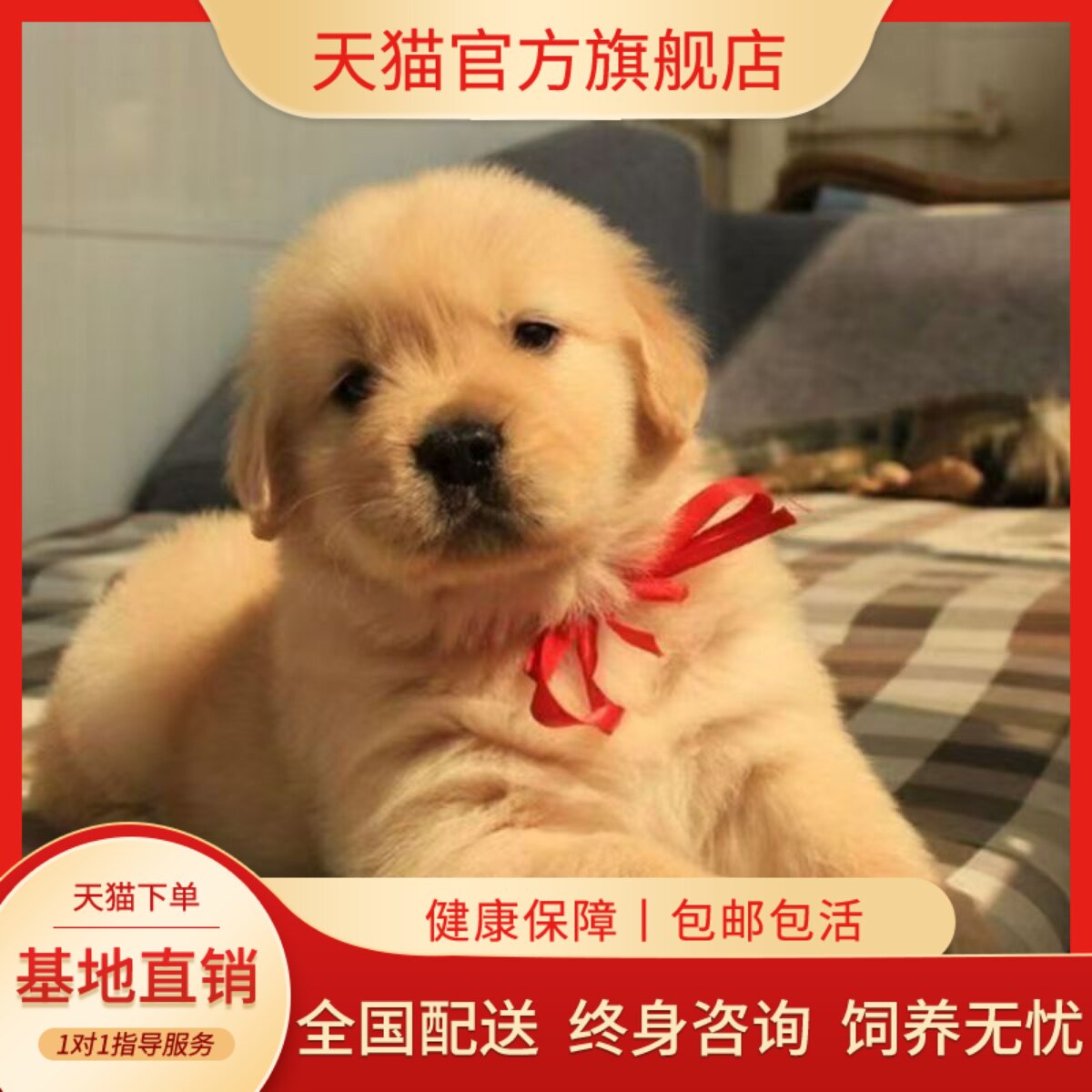 智商小狗狗陪伴超萌护主幼崽狗