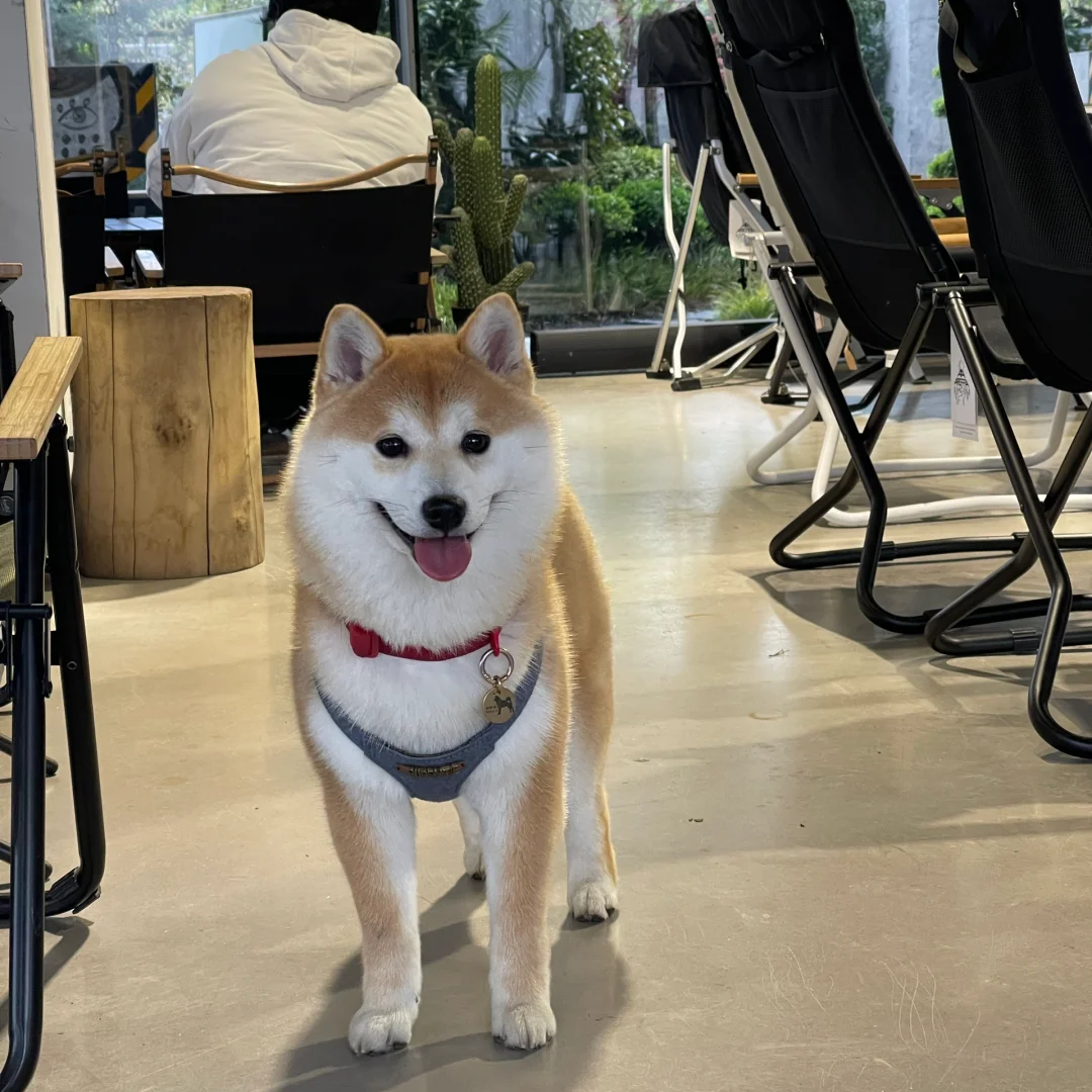 柴黑白柴豆柴秋田犬宠物真狗