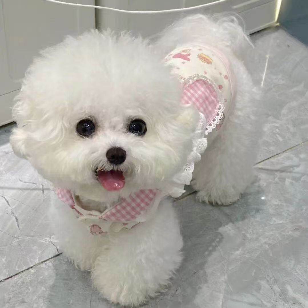 白圆脸白色超小活体超萌真狗袖珍