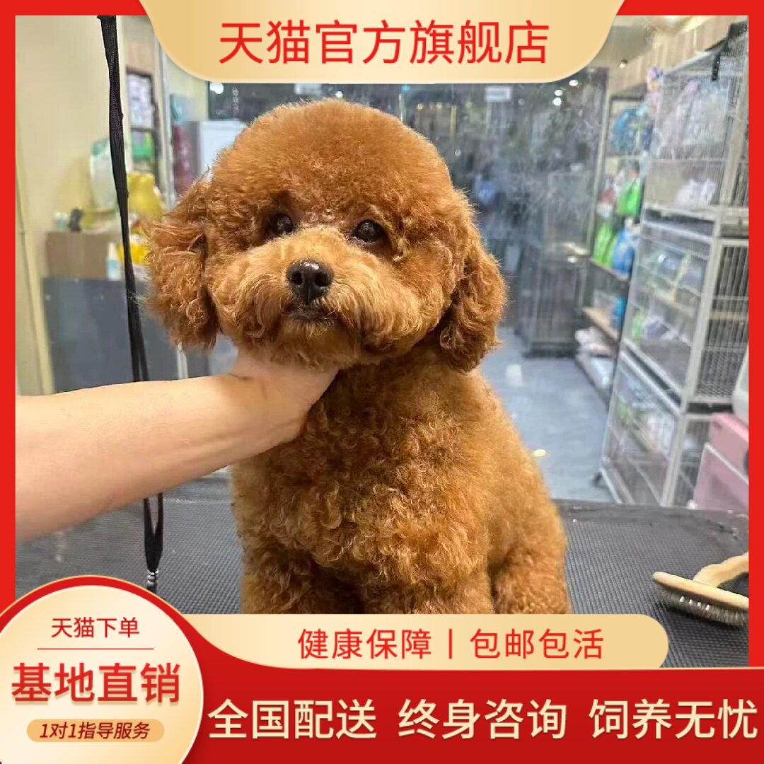 家养活物聪明精品贵宾犬可爱