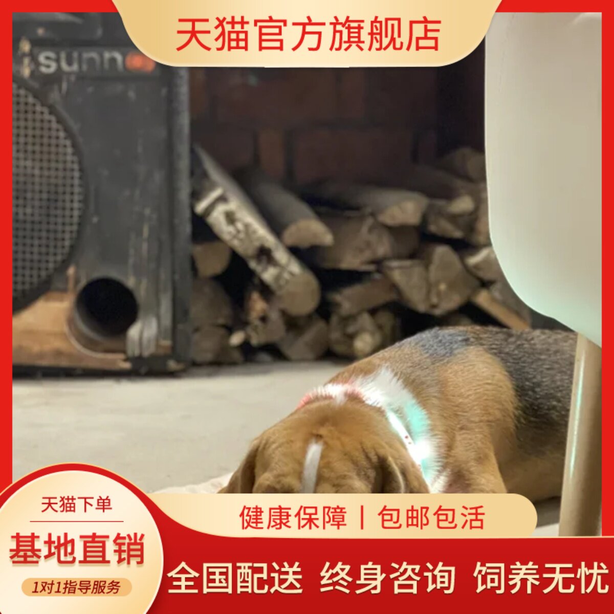 纯种比格犬幼犬宠物伴侣狩猎犬精品狗小型犬猎狗可爱大耳朵狗短毛