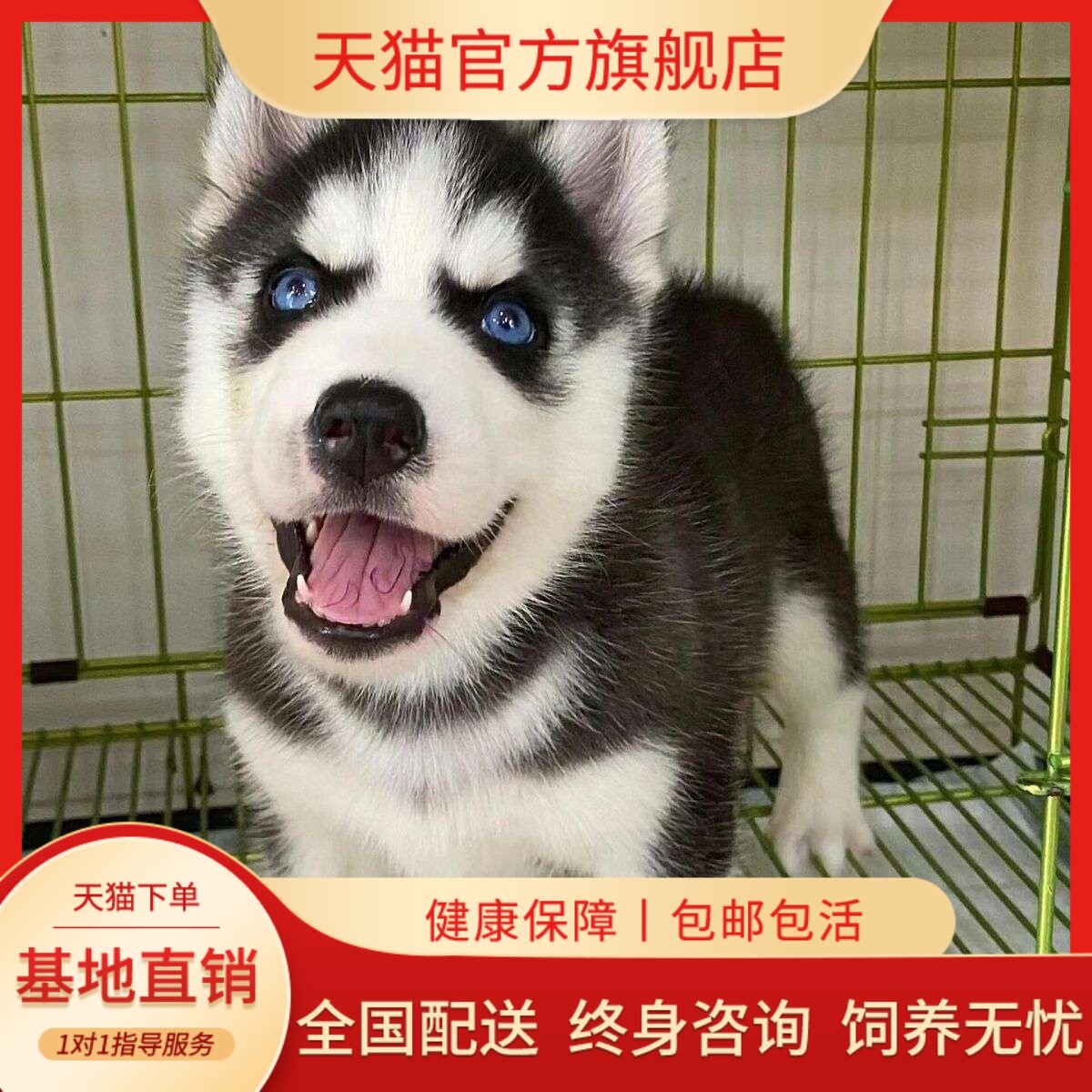 宠物便宜黑色二哈短毛中型犬家养