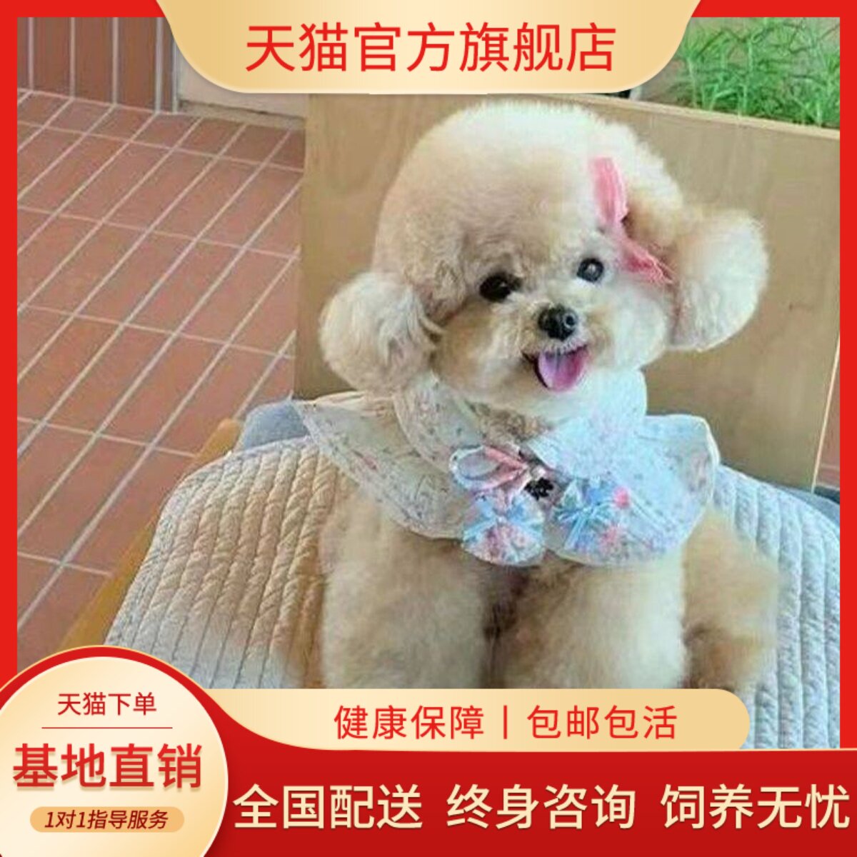 萌精品型家养纯黑可爱狗黑色狗