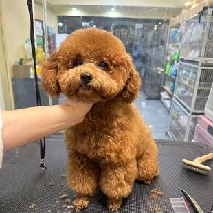 纯种泰迪幼犬长不大狗家庭犬红棕便宜家养活物聪明精品贵宾犬可爱