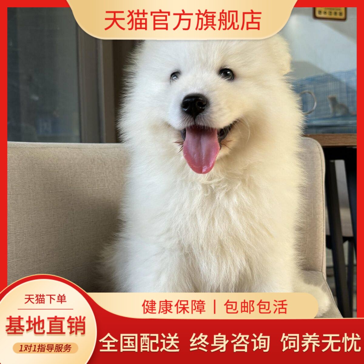 大骨架宠物狗家养狗微笑天使