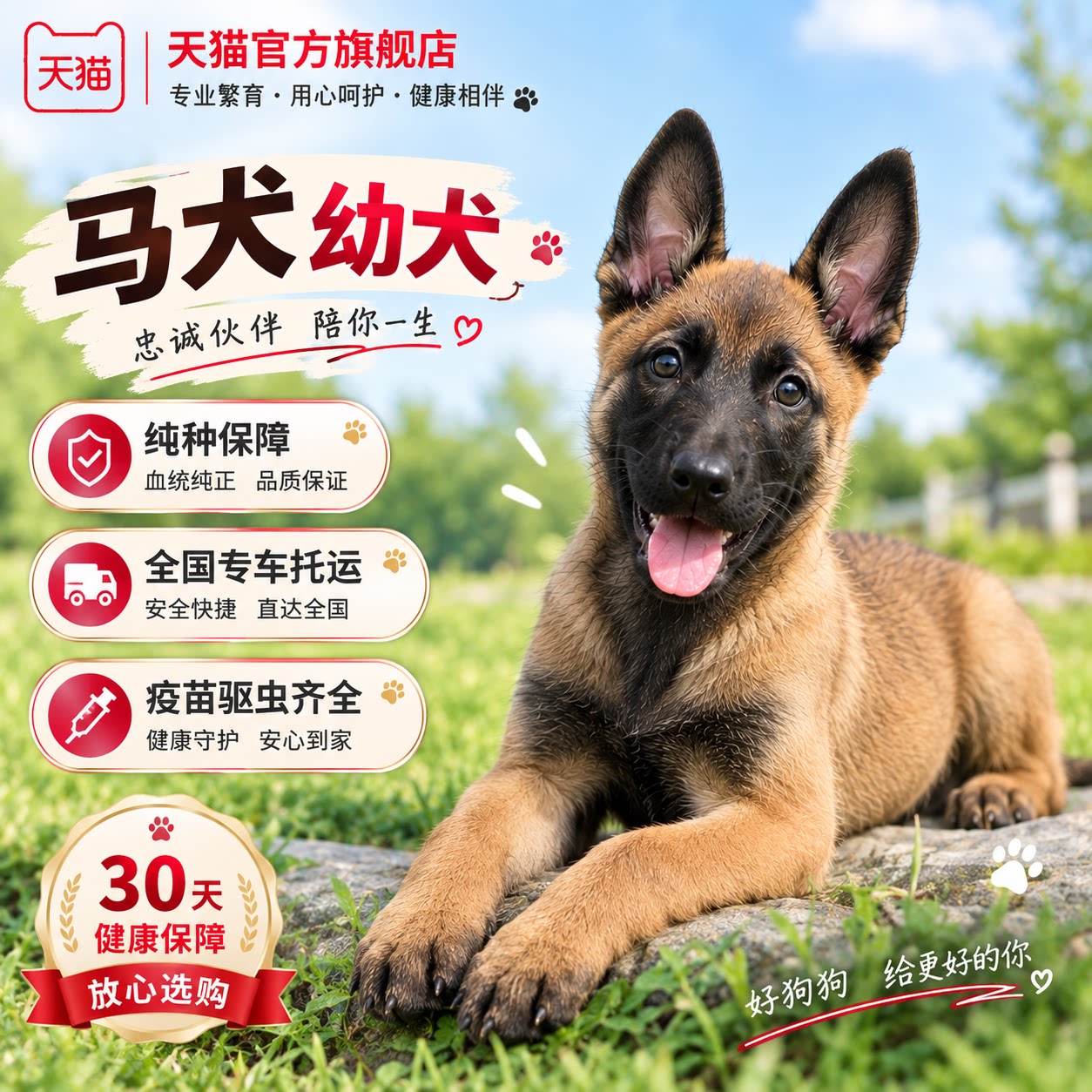 狗猛犬大骨架宠物狗短毛聪明狗