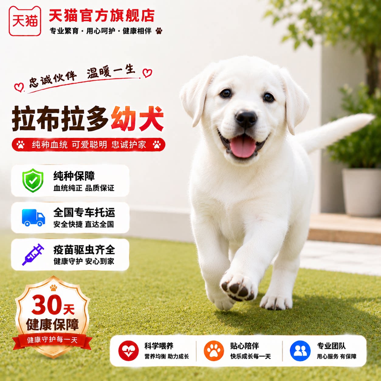 导盲犬中大型寻回犬聪明黄色