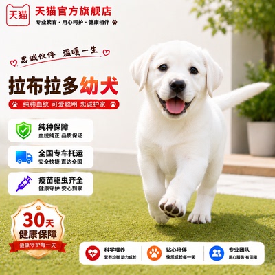导盲犬中大型寻回犬聪明黄色