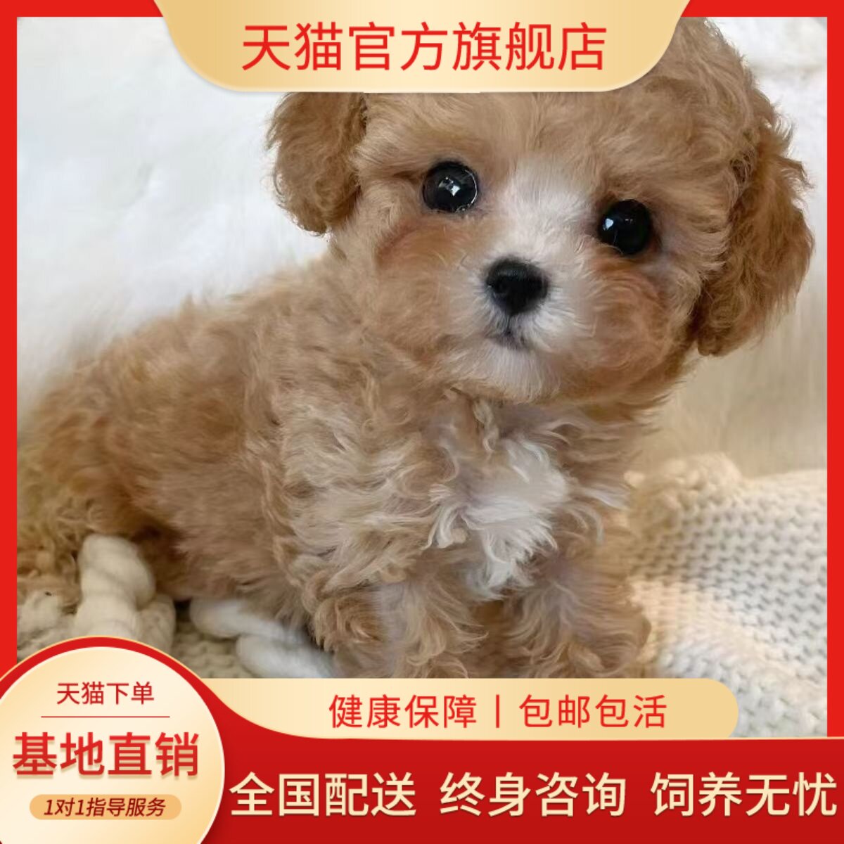 活物宠物陪伴狗超萌可爱黑色精品