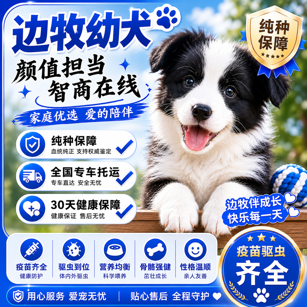边牧纯种幼犬高智商聪明健康家养可爱型好养活体听话温顺家庭犬狗