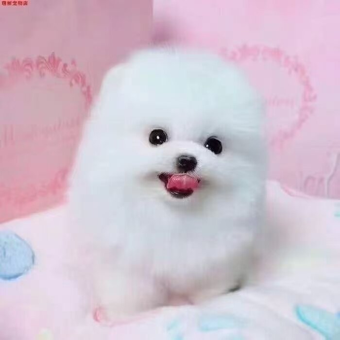 小型犬圆脸白色球形袖珍犬狗