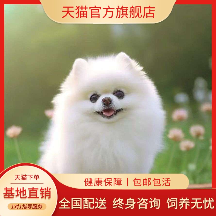 黄色网红白色活物超萌狗超小小体
