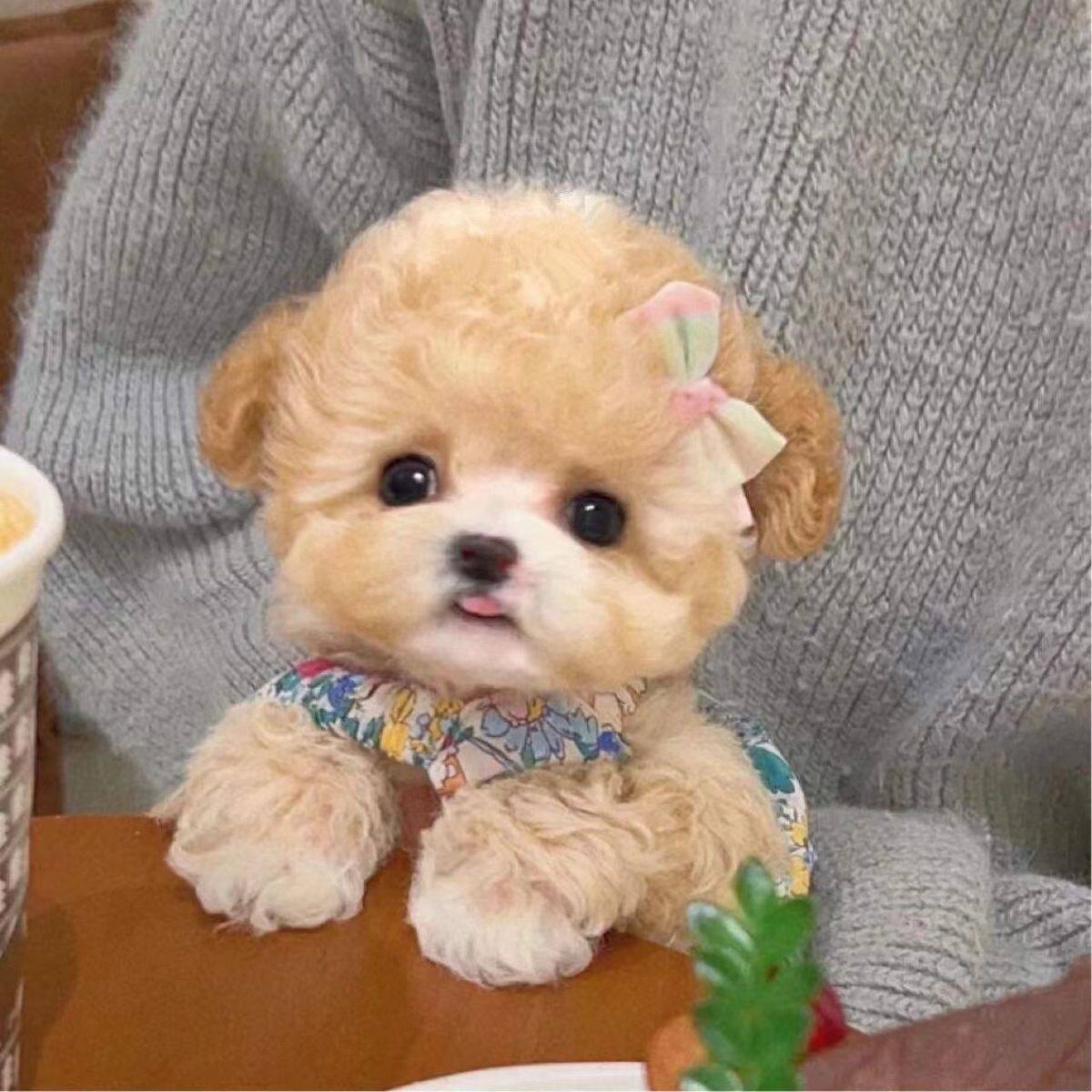 贵宾犬聪明小体型便宜精品家庭犬