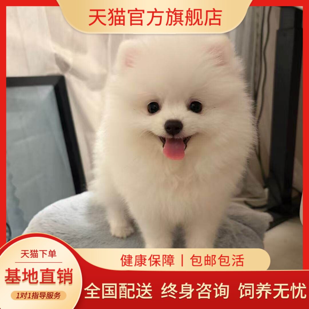 活网红狗黄圆脸犬迷你犬家养活物