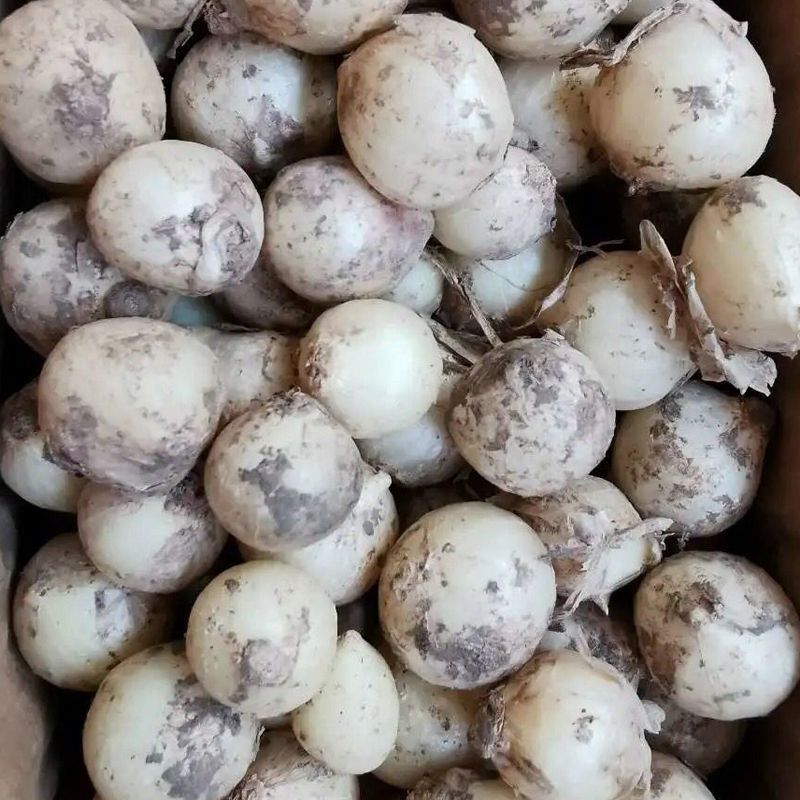 现货新鲜苦藠团葱苦茭头野生小根蒜野菜农家小蒜薤苦藠头野蒜包邮