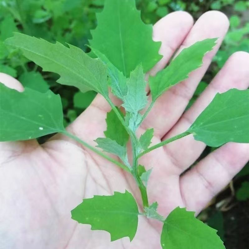 26年新鲜灰灰菜农家灰条菜露天头茬黎菜商用绰水凉拌野菜嫩头包邮