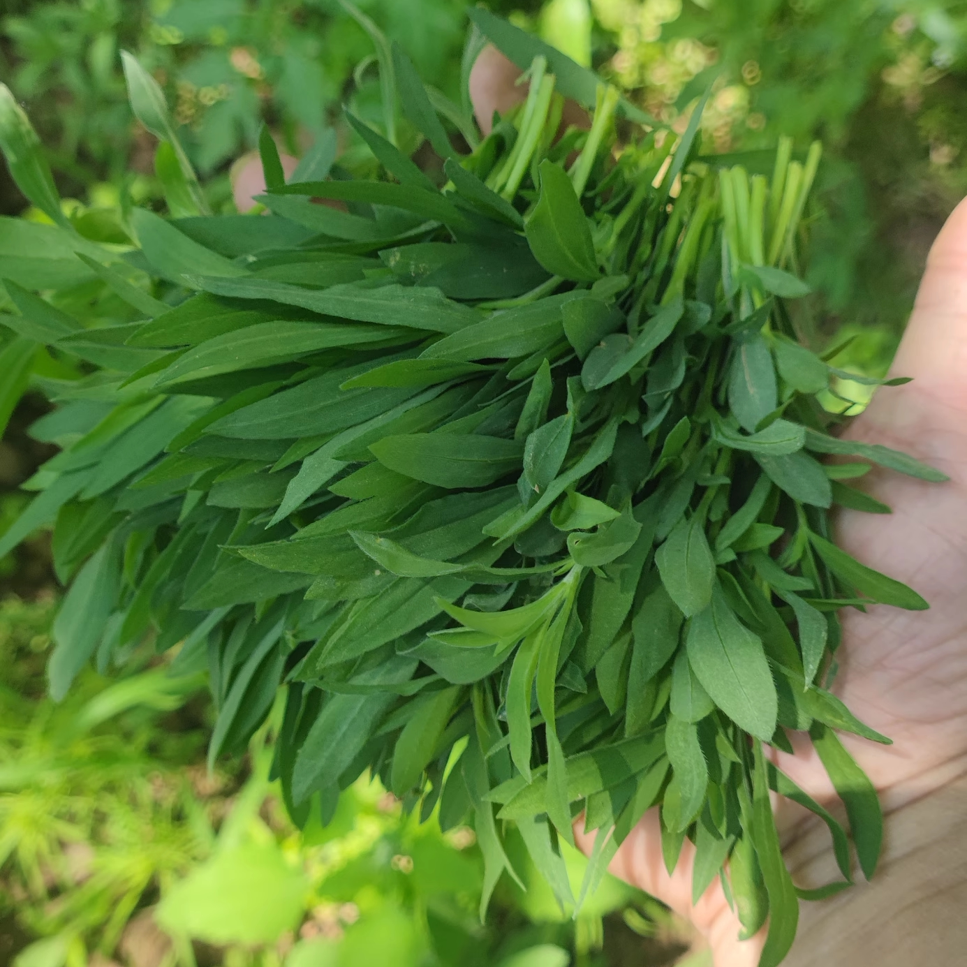 26年现货农家新鲜扫帚菜现摘野菜地肤蔬菜孕妇凉拌菜河南蒸菜包邮