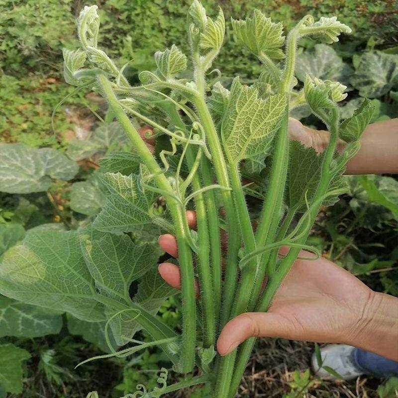 农家新鲜南瓜尖现货龙须菜25年楠瓜叶天然洋瓜藤嫩窝瓜头儿包邮